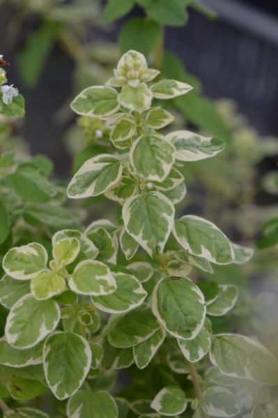 Oregano "Country Cream" (Pflanze)